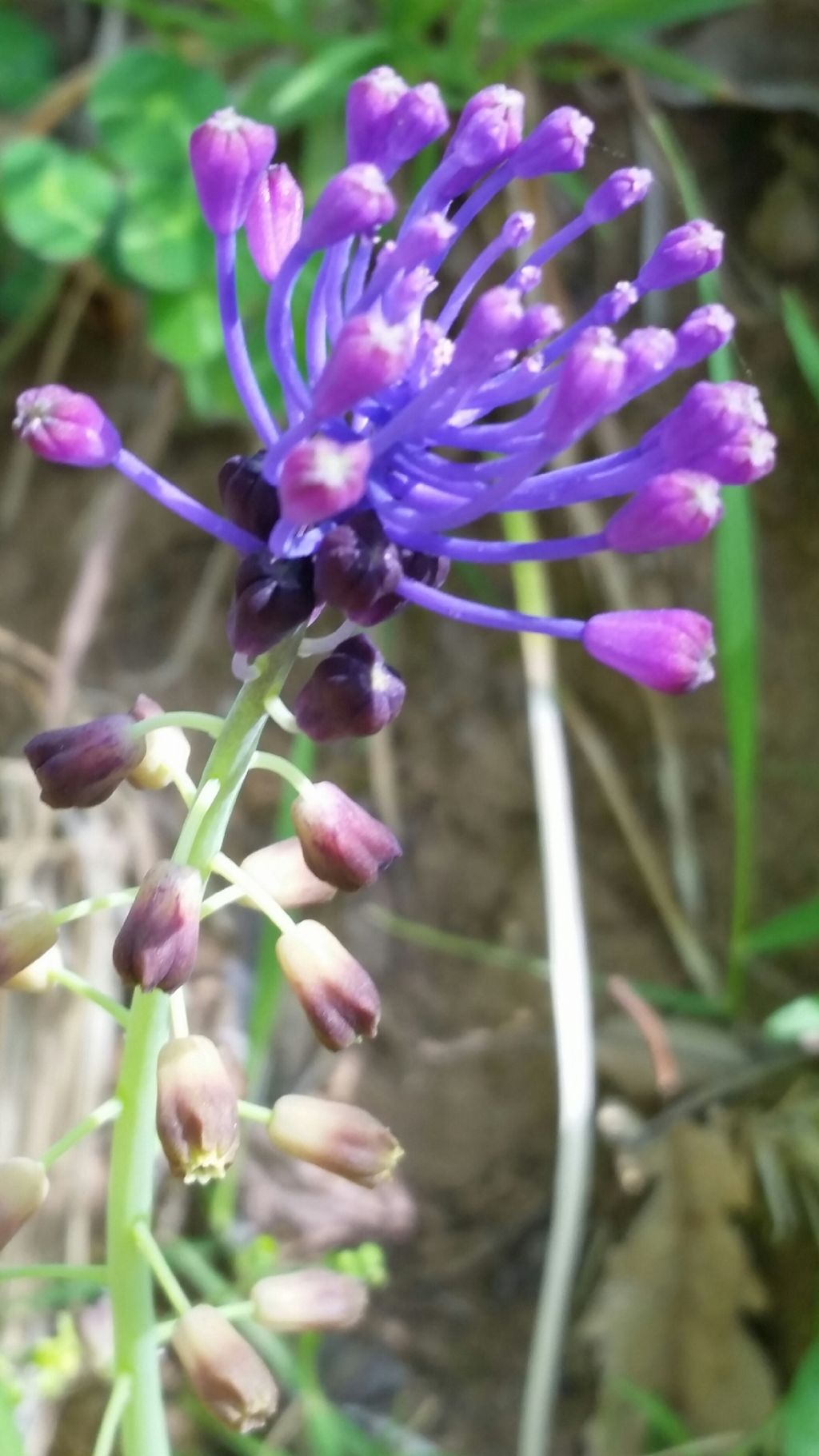 Muscari comosum (L.) Mill. (Asparagaceae)